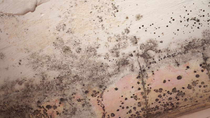 Attic Mold Remediation in Dallas, TX