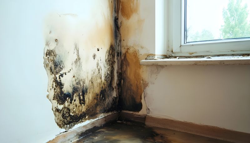 Attic Mold Remediation in Frisco, TX