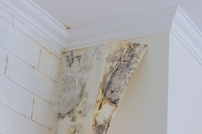 Ceiling Mold Removal in Bergen County, NJ