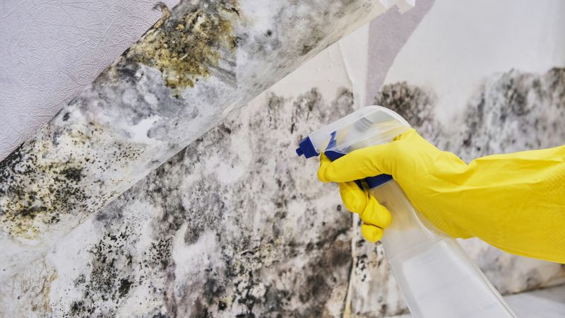 Mold Abatement in Fort Lauderdale, FL