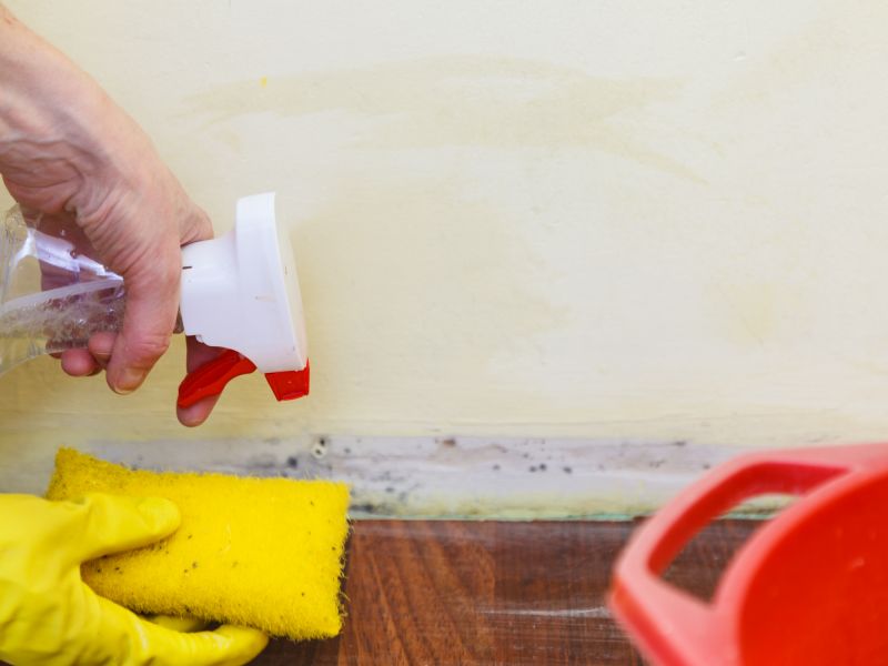 Mold Cleanup Service in Broward County, FL