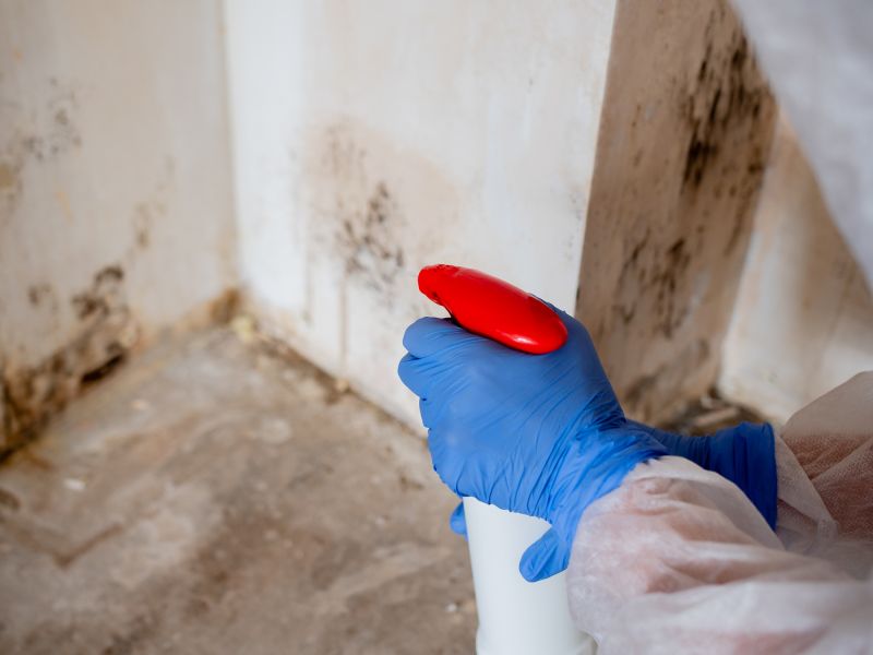 Mold Mitigation Service in Dallas, TX