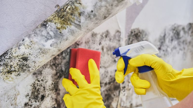 Mold Mitigation Service in Boca Raton, FL