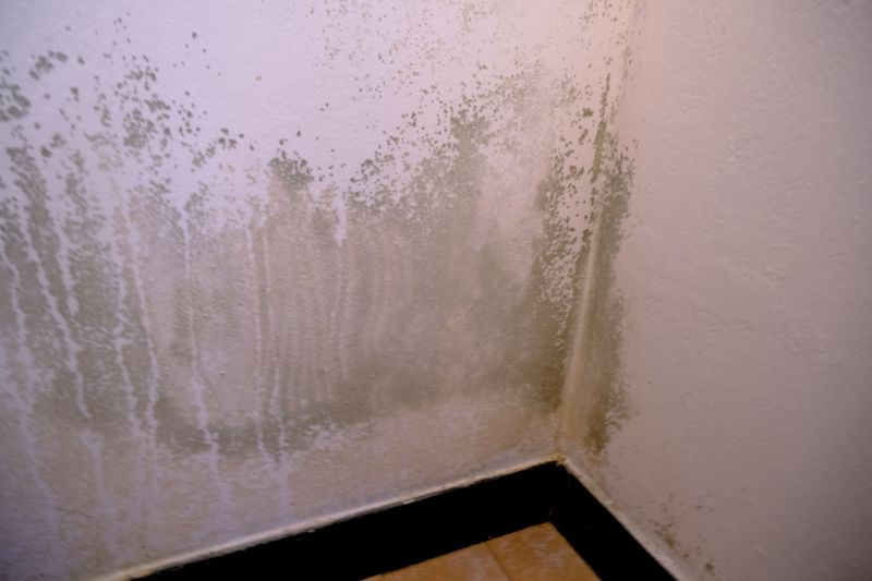 Mold Removal in West Palm Beach, FL