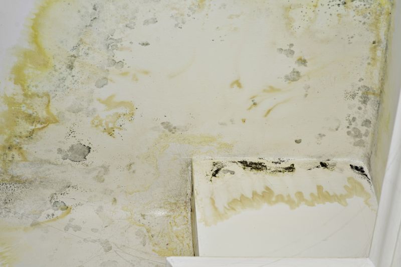 Mold Treatment Service in Fort Lauderdale, FL