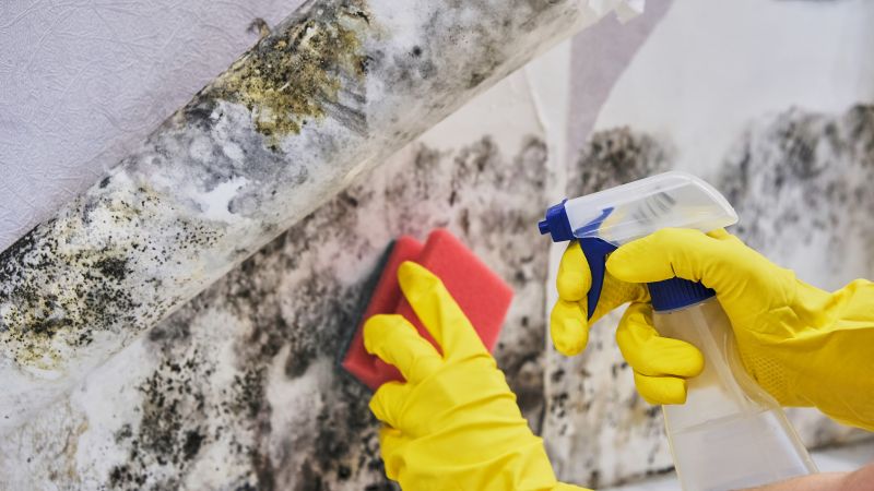 Attic Mold Removal in Boca Raton, FL