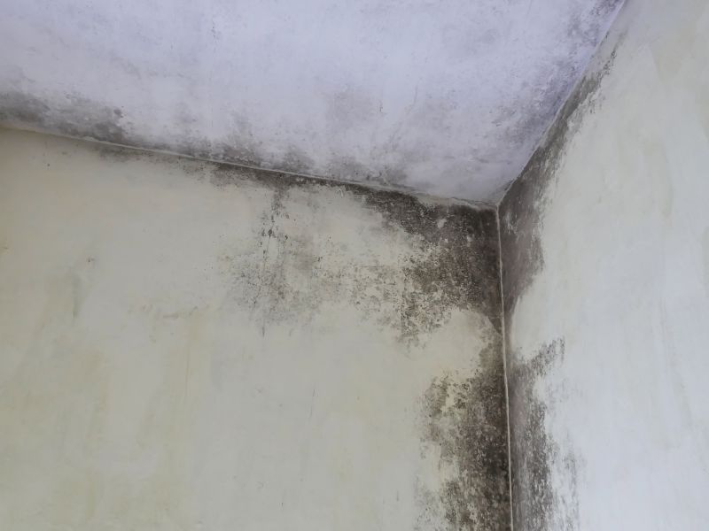 Attic Mold Removal in Frisco, TX